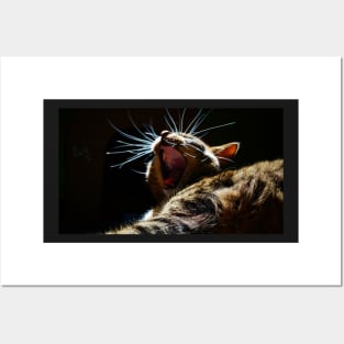 Yawning Kitten Posters and Art